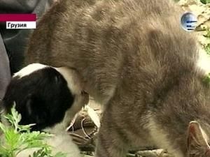 У Грузії кішка народила цуценя У Грузії кішка народила цуценя