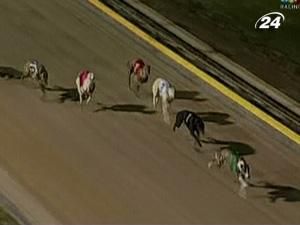 Під час собачих перегонів на дистанцію вибіг заєць Під час собачих перегонів на дистанцію вибіг заєць