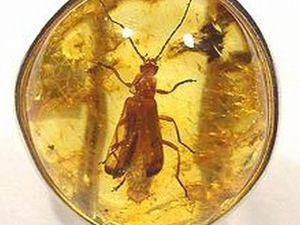 У Рівному відкрили Музей бурштину - 24 липня 2010 - Телеканал новин 24 У Рівному відкрили Музей бурштину - 24 липня 2010 - Телеканал новин 24