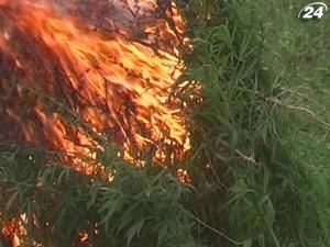 Кримські міліціонери знищили 8 тисяч кущів коноплі Кримські міліціонери знищили 8 тисяч кущів коноплі