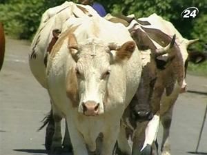 Україна і ЄС створять буферну зону для боротьби зі сказом Україна і ЄС створять буферну зону для боротьби зі сказом