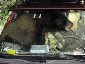 У США ведмідь хотів вкрасти сендвіч, а "поцупив" авто У США ведмідь хотів вкрасти сендвіч, а "поцупив" авто
