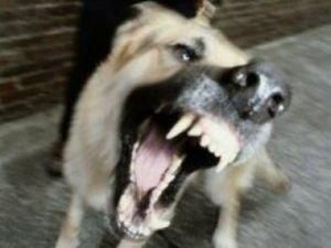 В Одесі госпіталізували трьох людей з підозрою на сказ В Одесі госпіталізували трьох людей з підозрою на сказ