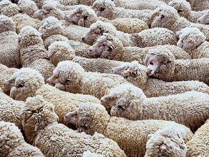 У Саудівській Аравії продадуть 2 млн. баранів під час Рамадану У Саудівській Аравії продадуть 2 млн. баранів під час Рамадану