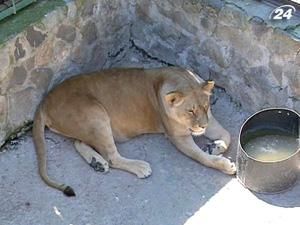 Київський зоопарк потрапив до десятки найгірших у світі Київський зоопарк потрапив до десятки найгірших у світі