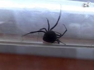 У південних регіонах почастішали випадки укусів павуків та плазунів У південних регіонах почастішали випадки укусів павуків та плазунів