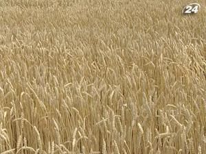 В Мінагро припускають обмеження експорту зерна через посуху В Мінагро припускають обмеження експорту зерна через посуху