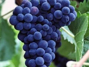 Мінекономіки пропонує знизити плату за ліцензію на торгівлю вином з 500000 до 780 гривень