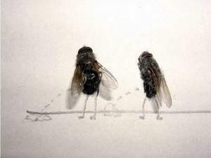 У Запоріжжі художник створив 300 картин з мух У Запоріжжі художник створив 300 картин з мух