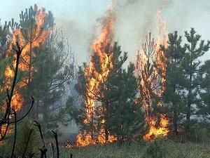 Внаслідок лісової пожежі у Воронезькій області Росії згорли 40 житлових будинків