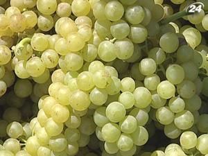 Ліцензія на оптову торгівлю вином може здешевшати Ліцензія на оптову торгівлю вином може здешевшати