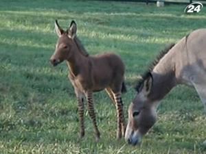 У заповіднику народилася рідкісна тварина - схрещення зебри і осла У заповіднику народилася рідкісна тварина - схрещення зебри і осла