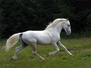 Кім Чен Ір купив у Росії дев'ять орловських рисаків Кім Чен Ір купив у Росії дев'ять орловських рисаків