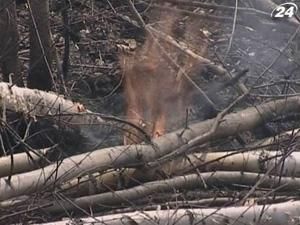 Лісові пожежі у Росії знищили майже 1000 приватних будинків Лісові пожежі у Росії знищили майже 1000 приватних будинків