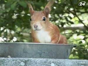 У Британії рятують популяцію рудих білок У Британії рятують популяцію рудих білок