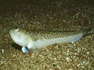 Вздовж південного узбережжя Британії активізувались морські дракони Вздовж південного узбережжя Британії активізувались морські дракони