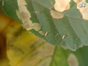 Каштани по всій Україні псує міль Каштани по всій Україні псує міль