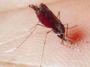 У Херсонські області госпіталізували двох людей внаслідок укусів невідомих комах