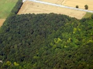 МНС: осередків загорянь на Київщині і Чернігівщині немає МНС: осередків загорянь на Київщині і Чернігівщині немає