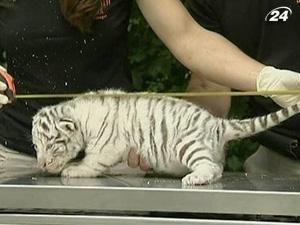 У Німеччині вперше показали публіці чотирьох білих тигренят
