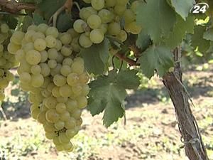 Тема тижня: спека та сонце мають свої плюси Тема тижня: спека та сонце мають свої плюси