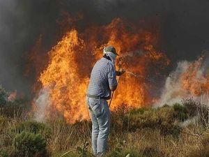 У Греції поліція затримала бджолярів, які підпалили ліс