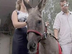 "Літаюча" ослиця проходить реабілітацію від пережитого стресу - 4 серпня 2010 - Телеканал новин 24 "Літаюча" ослиця проходить реабілітацію від пережитого стресу - 4 серпня 2010 - Телеканал новин 24
