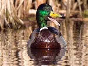 Вчені: довжина пенісу залежить від соціального оточення Вчені: довжина пенісу залежить від соціального оточення