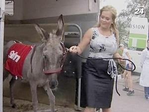 "Літаюча" ослиця проходить реабілітацію від пережитого стресу