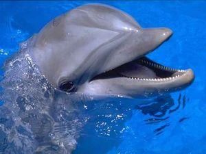 Помираючий дельфін приплив у Севастополі до людей по допомогу