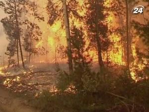 У Грузії горіли близько 15 гектарів лісу У Грузії горіли близько 15 гектарів лісу