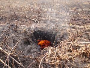 У Росії 80 великих вогнищ лісових пожеж залишились не загашеними 
