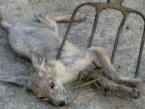 На Чернігівщині вбили чупакабру На Чернігівщині вбили чупакабру