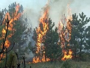 Дим від російських лісових пожеж досяг стратосфери