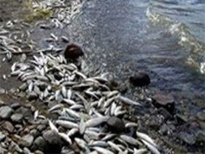 Поблизу Кременчука в Дніпрі знову почала масово гинути риба