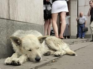 Екологи через аномальну спеку просять підгодовувати бездомних тварин