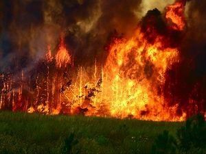 Ліси на Дніпропетровщині підпалюють навмисно
