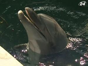 Хвора дельфін-афаліна сама приплила за порятунком до людей Хвора дельфін-афаліна сама приплила за порятунком до людей