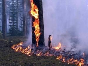 Кабмін створив оперативний штаб з протидії пожежам Кабмін створив оперативний штаб з протидії пожежам