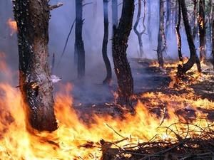 Військові цілодобово чергуватимуть у лісах України Військові цілодобово чергуватимуть у лісах України