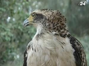 На Хайнані влада цілковито нехтує захистом птахів На Хайнані влада цілковито нехтує захистом птахів