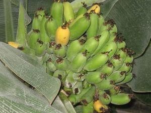 Вчені схрестили банан з солодким перцем Вчені схрестили банан з солодким перцем