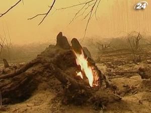 Кількість лісових пожеж у Підмосков'ї за добу збільшилась утричі