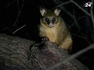 Нашестя опосумів в Австралії Нашестя опосумів в Австралії
