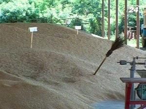 Українські трейдери призупинили закупівлі зерна Українські трейдери призупинили закупівлі зерна