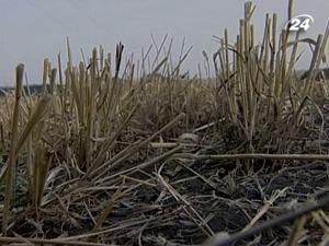 Світовий банк закликає країни світу не обмежувати експорт зерна Світовий банк закликає країни світу не обмежувати експорт зерна