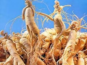 КНДР хоче погасити борг перед Чехією женьшенем КНДР хоче погасити борг перед Чехією женьшенем