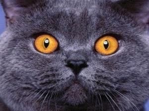 США: чоловік назвав кастрованого кота вагітним, замаринував і хотів з’їсти на обід США: чоловік назвав кастрованого кота вагітним, замаринував і хотів з’їсти на обід