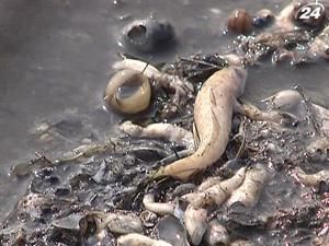 На Херсонщині масово гине риба На Херсонщині масово гине риба