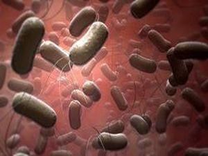 Бактерія сальмонелли лікує від раку Бактерія сальмонелли лікує від раку